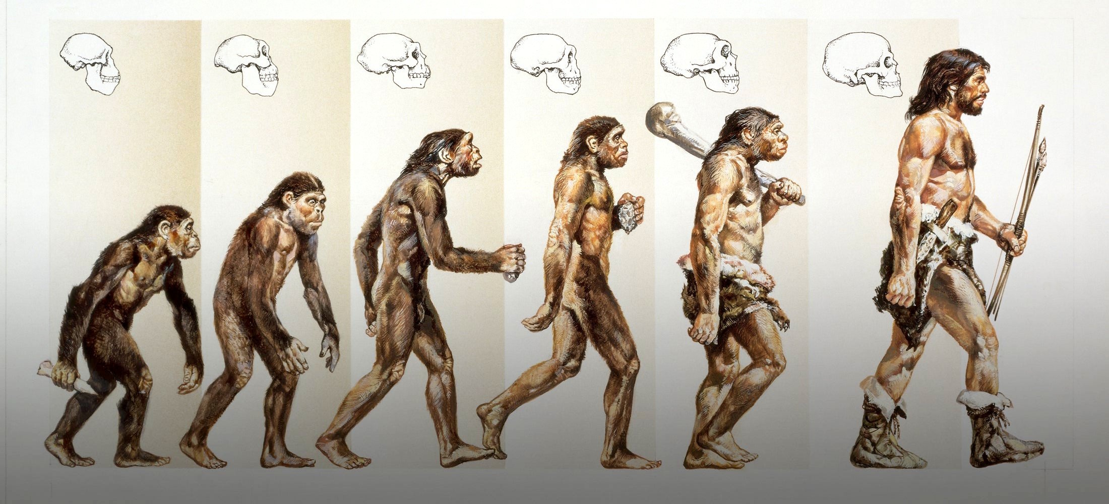 Human Evolution image source: Getty Images